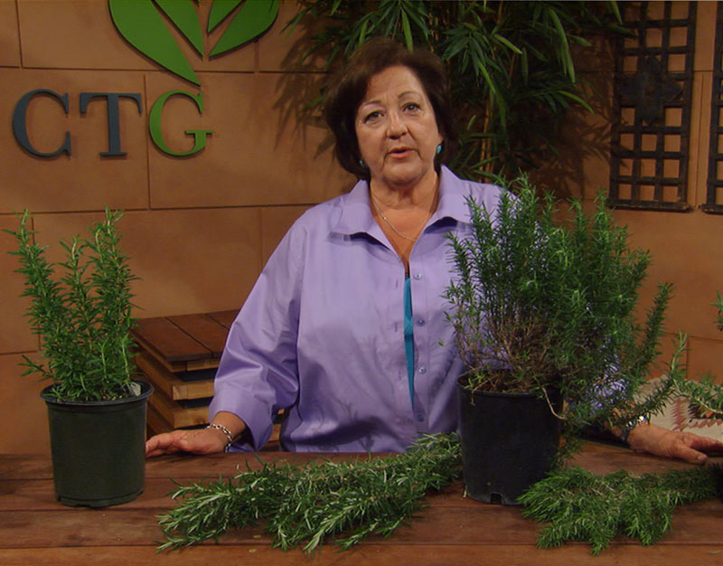 rosemary varieties Trisha Shirey Central Texas Gardener rosemary varieties Trisha Shirey Central Texas Gardener