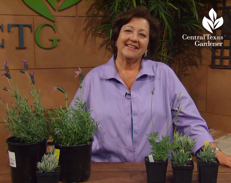 how to grow lavender Trisha Shirey Central Texas Gardener