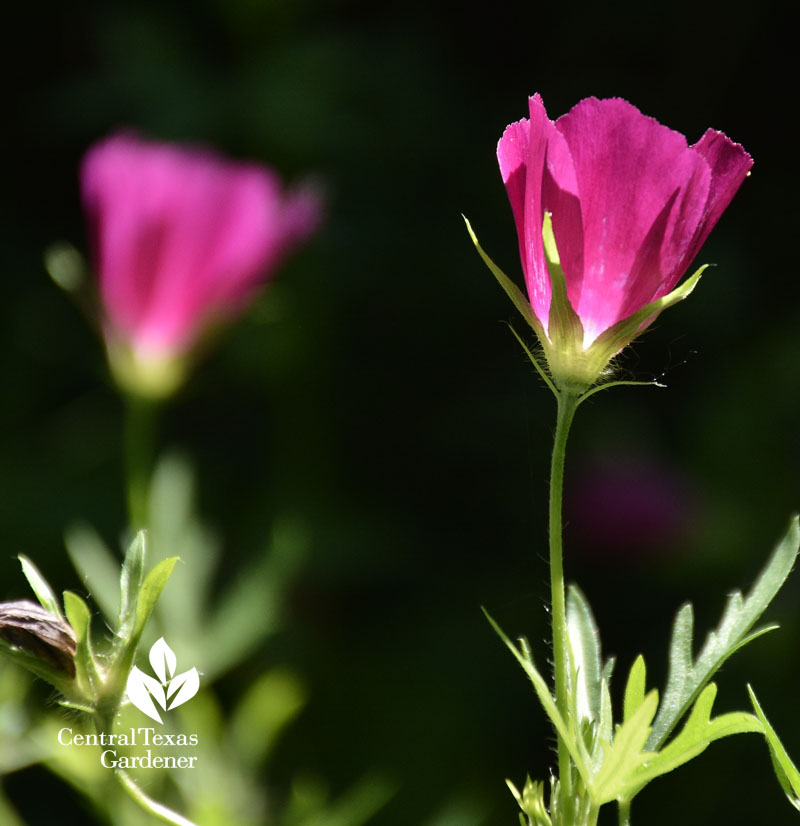 native wildflower winecup Austin Texas 