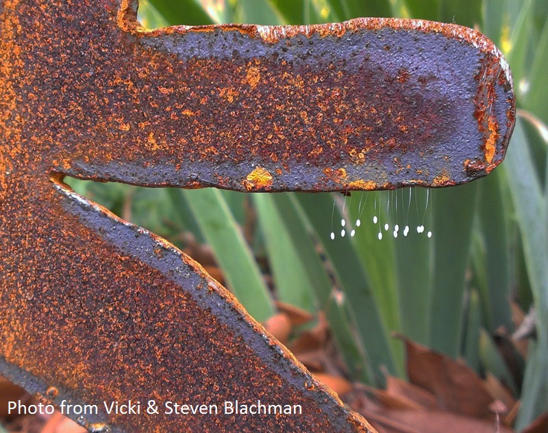 Green lacewing eggs photo by vicki and steven blachman