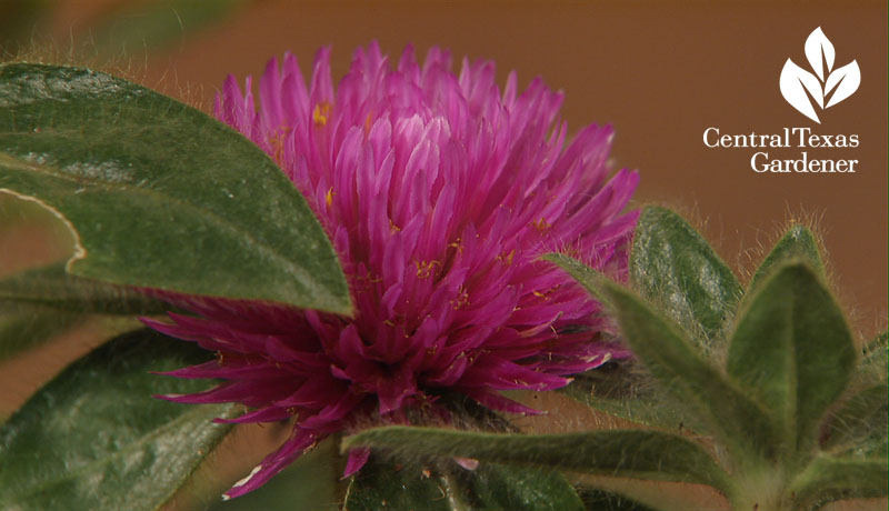 Pink Zazzle gomphrena Trisha Shirey Central Texas Gardener 