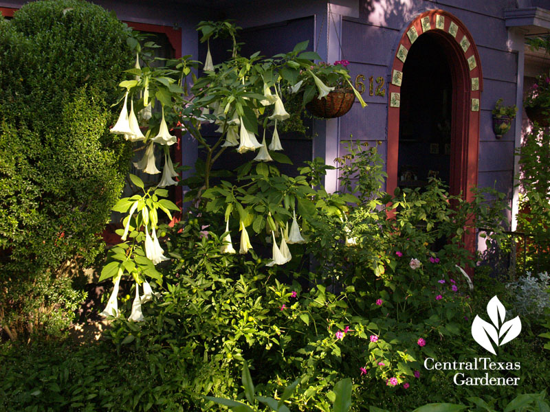 Lucinda Hutson's brugmansias and purple cottage 