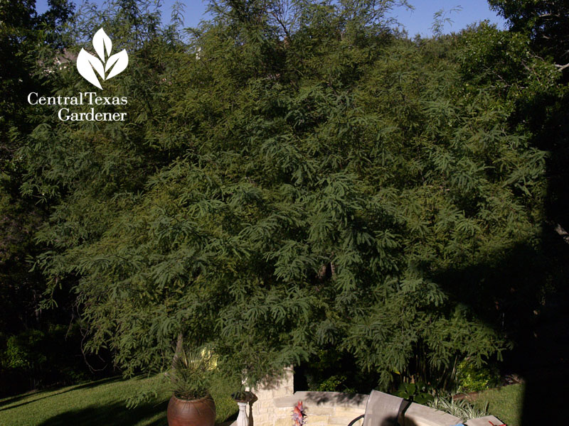 chilean mesquite tree lynne dobson central texas gardener 