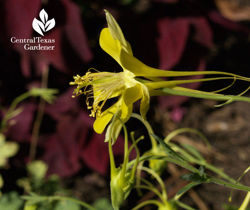 columbine and purple oxalis columbine and purple oxalis