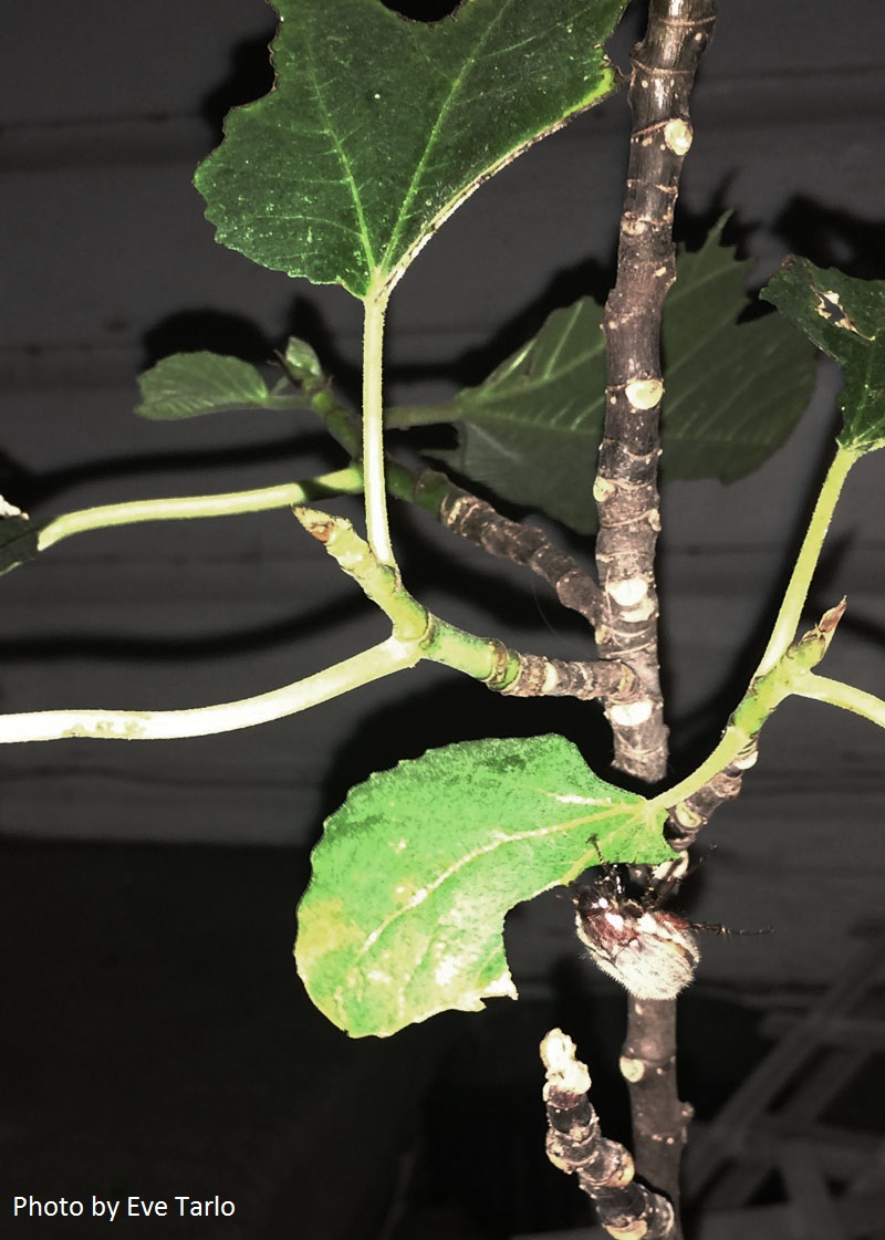 June bug on fig tree photo by Eve Tarlo June bug on fig tree photo by Eve Tarlo