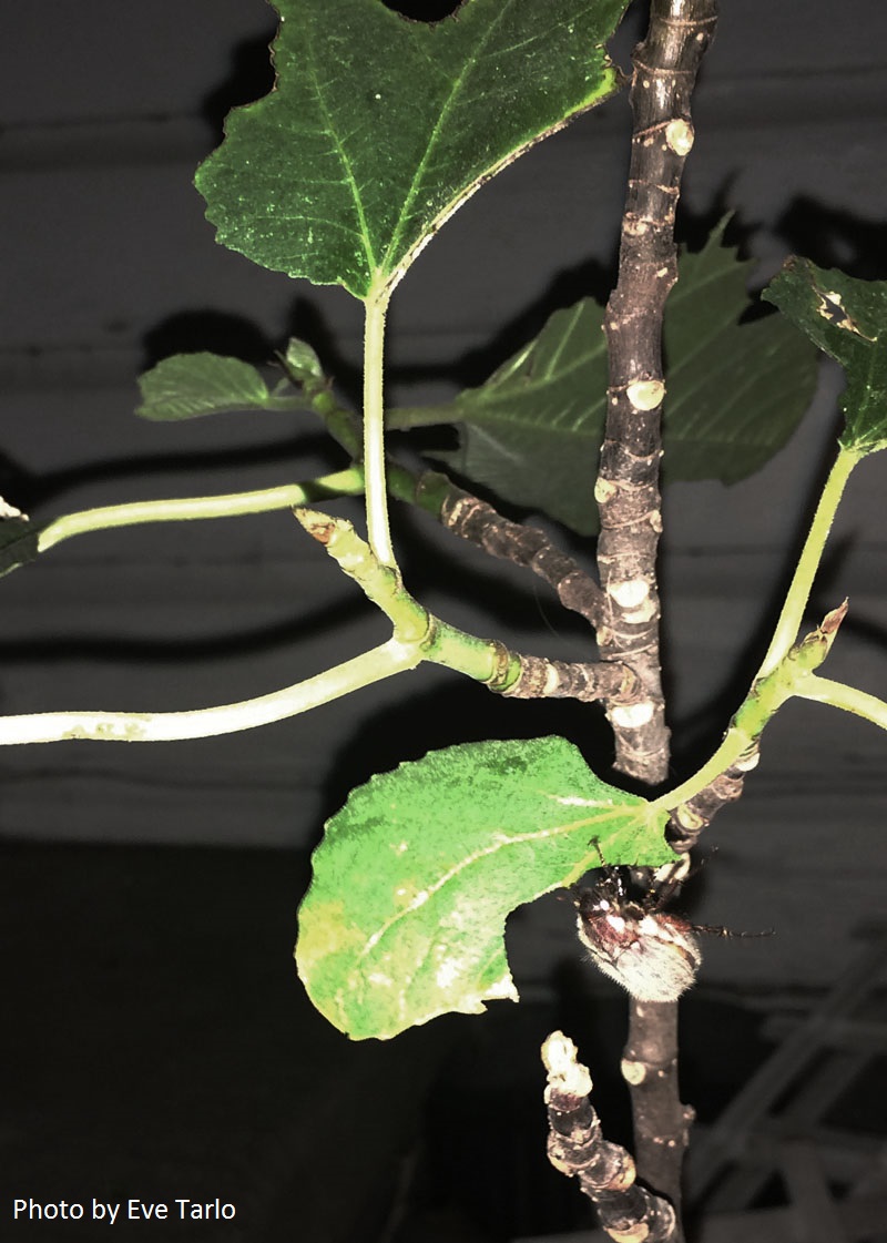 June bug on fig tree photo by Eve Tarlo