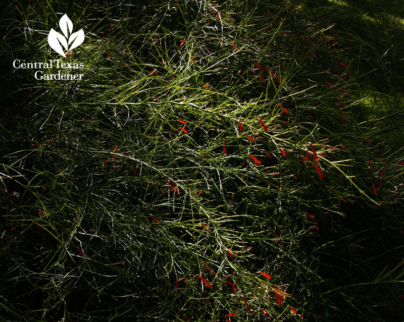 firecracker fern russelia plant for shade and hummingbirds