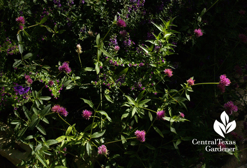 Fireworks gomphrena globe amaranth austin texas summer annual 