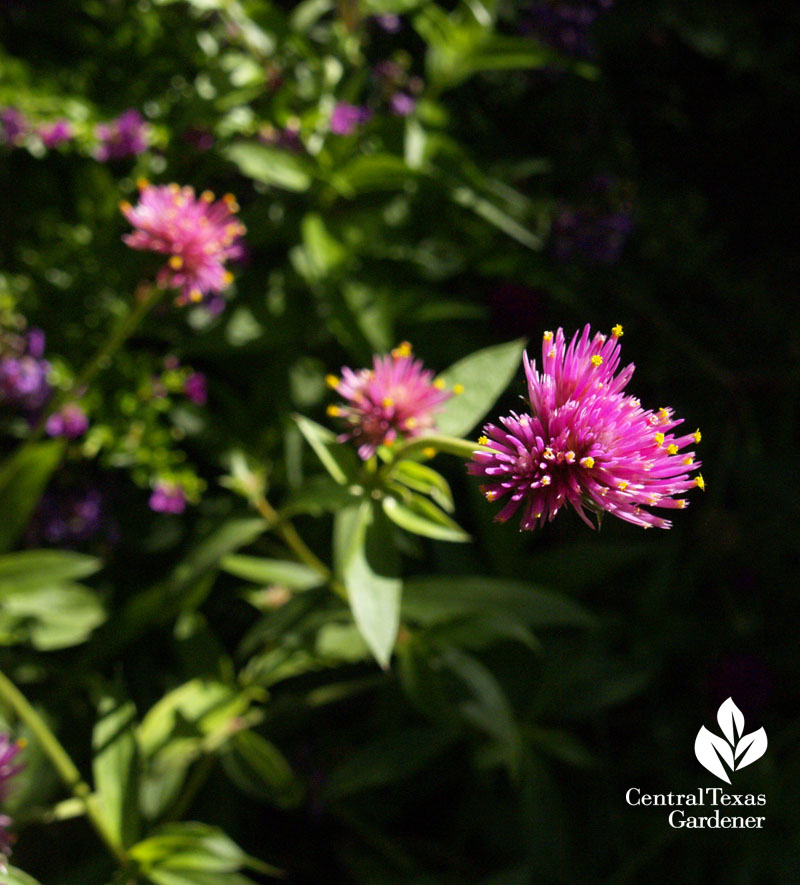 Fireworks gomphrena globe amaranth austin texas summer annual 