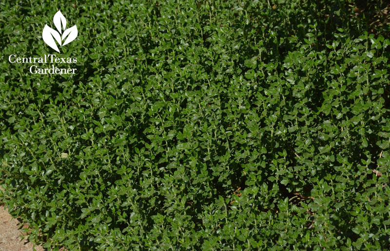 green germander sidewalk edging groundcover Travis County Extension