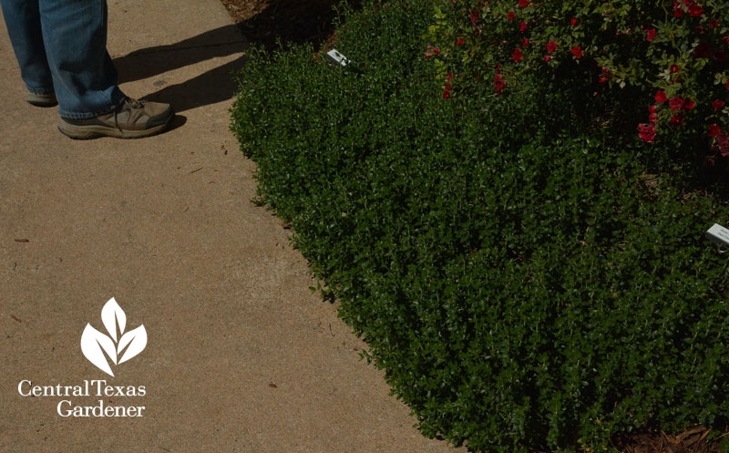 green germander sidewalk edging groundcover Travis County Extension