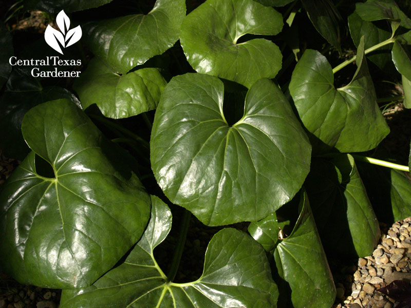 ligularia shade plant 