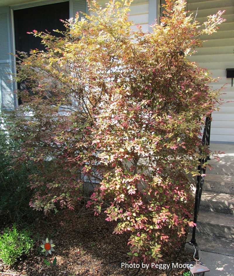 loropetalum pruning photo by peggy moore loropetalum pruning photo by peggy moore