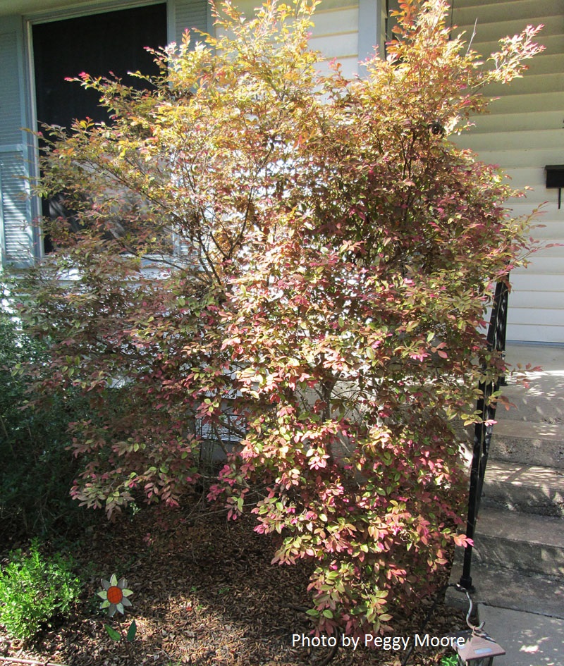 loropetalum pruning photo by peggy moore 