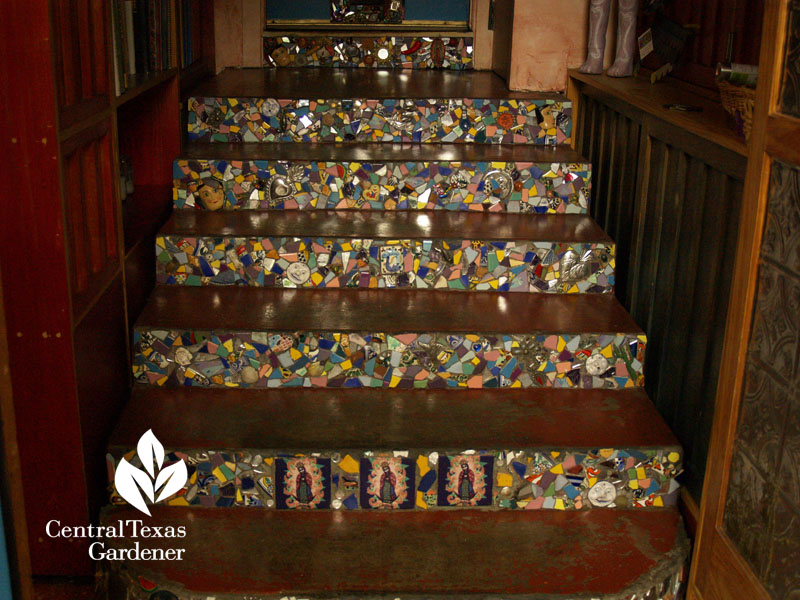 difference in cactus and succulent central texas gardener difference in cactus and succulent central texas gardener