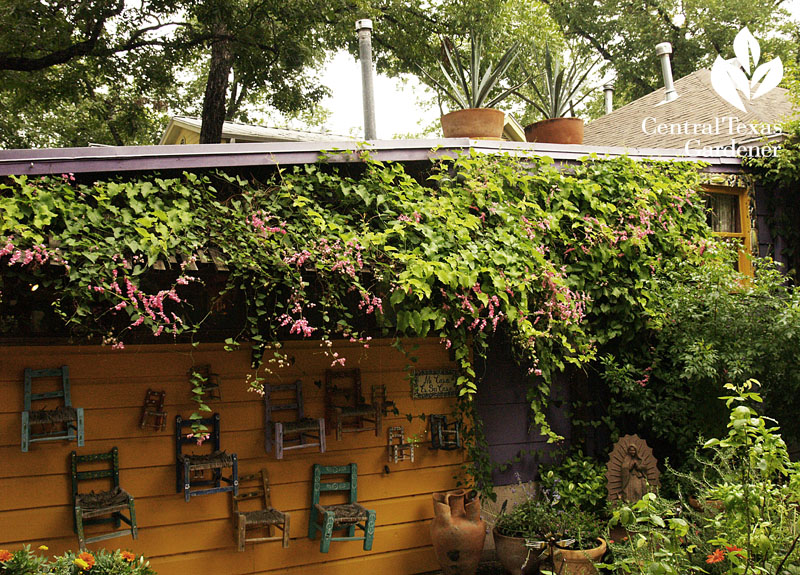 lucinda hutson's traditional Mexican chairs on wall agaves on roof