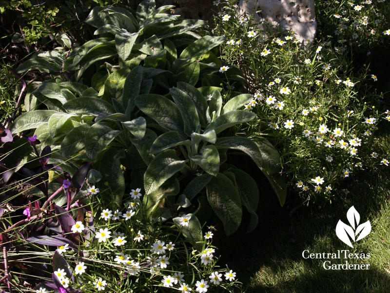 blackfoot daisy lamb's ears oxalis Lynne Dobson garden blackfoot daisy lamb's ears oxalis Lynne Dobson garden