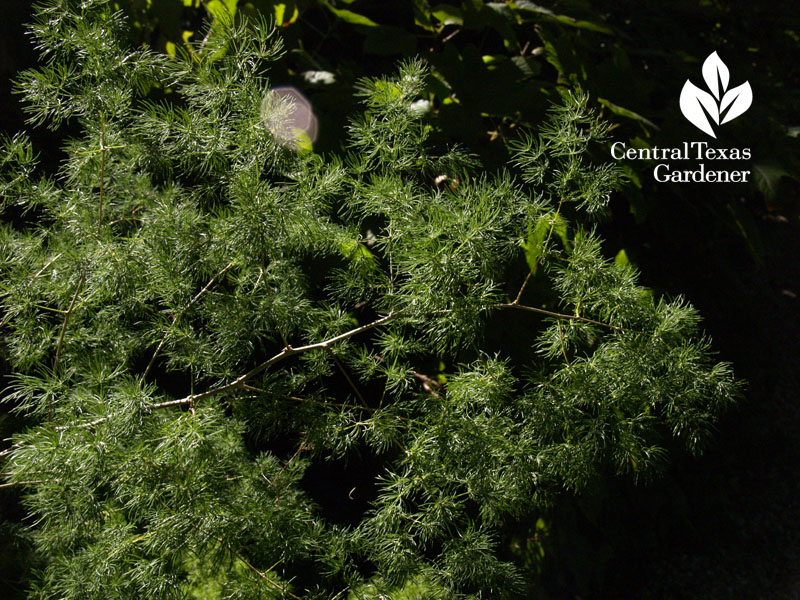 Ming fern shade plant Lynne Dobson Central Texas Gardener 