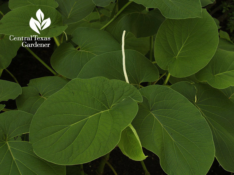 root beer plant hoja santa shade plant 