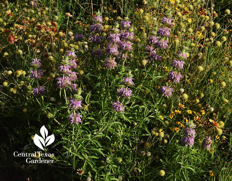 Monarda (Bee balm) Austin texas prairie