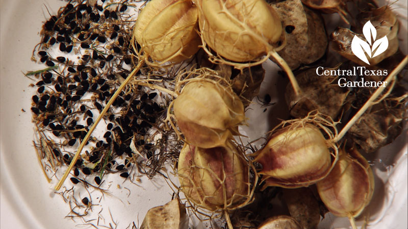 how dry nigella seeds central texas gardener 