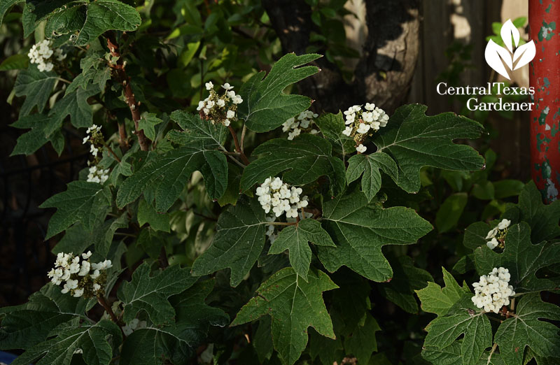 oakleaf hydrangea shade perennial texas 