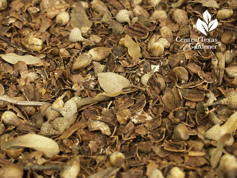pecan mulch ten eyck pecan mulch ten eyck