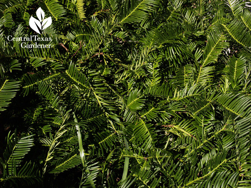 plum yew shade plant Cephalotaxus harringtonia 'Duke Gardens'