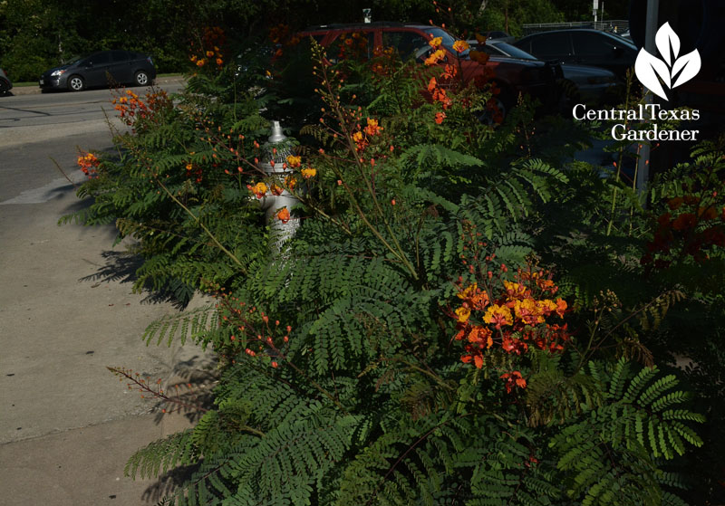 pride of barbados austin texas wildlife perennial 