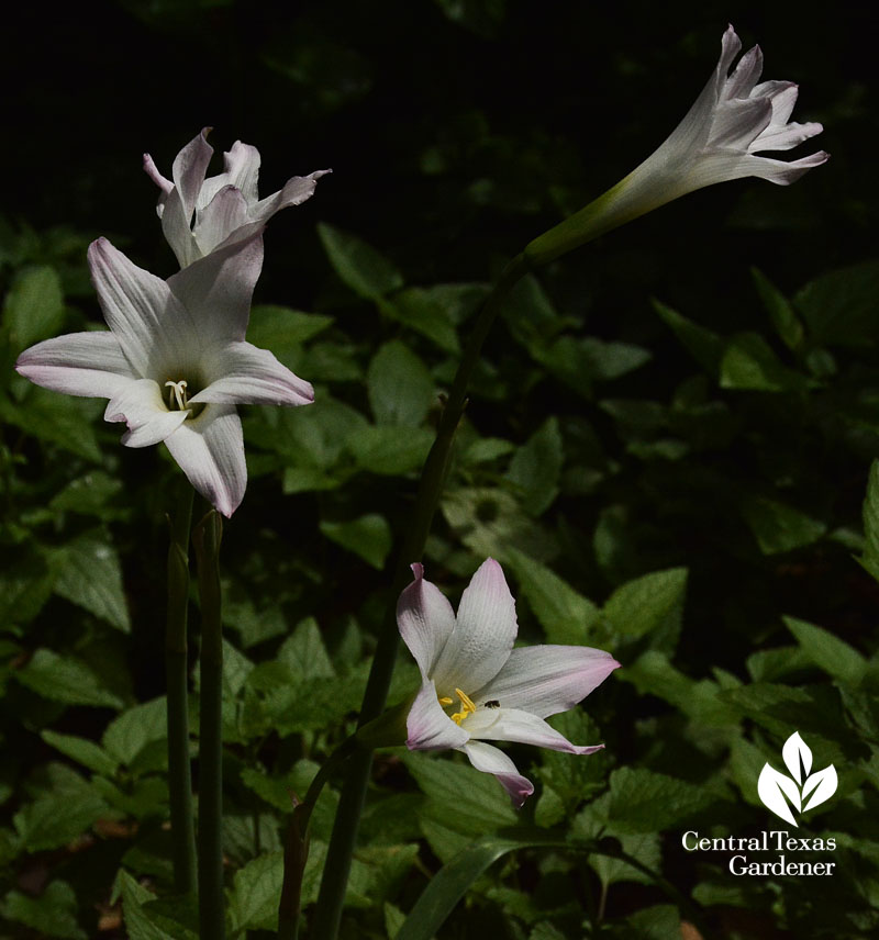 rain lily Habranthus robustus 