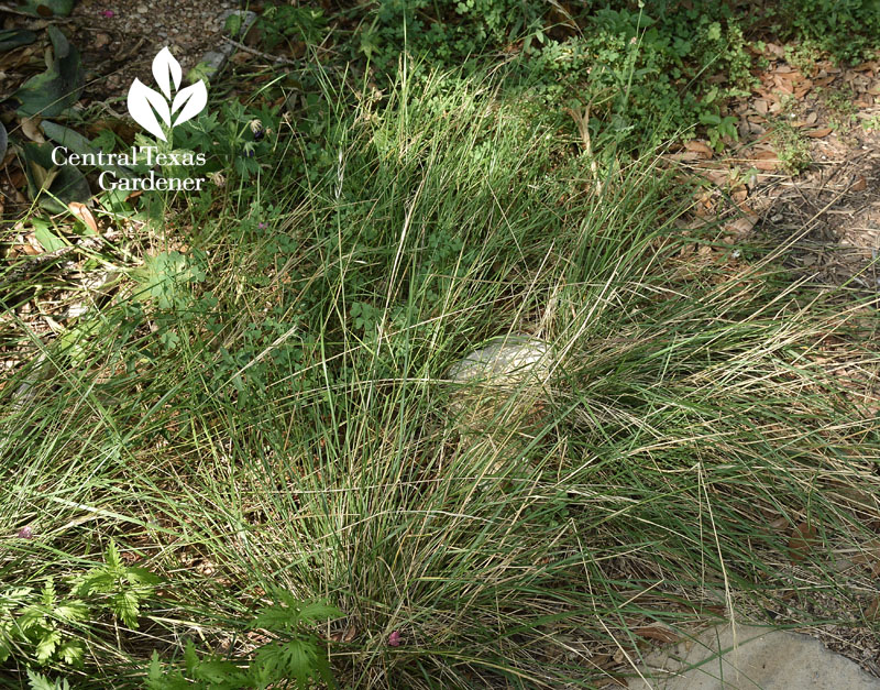 Native sedge austin garden Native sedge austin garden
