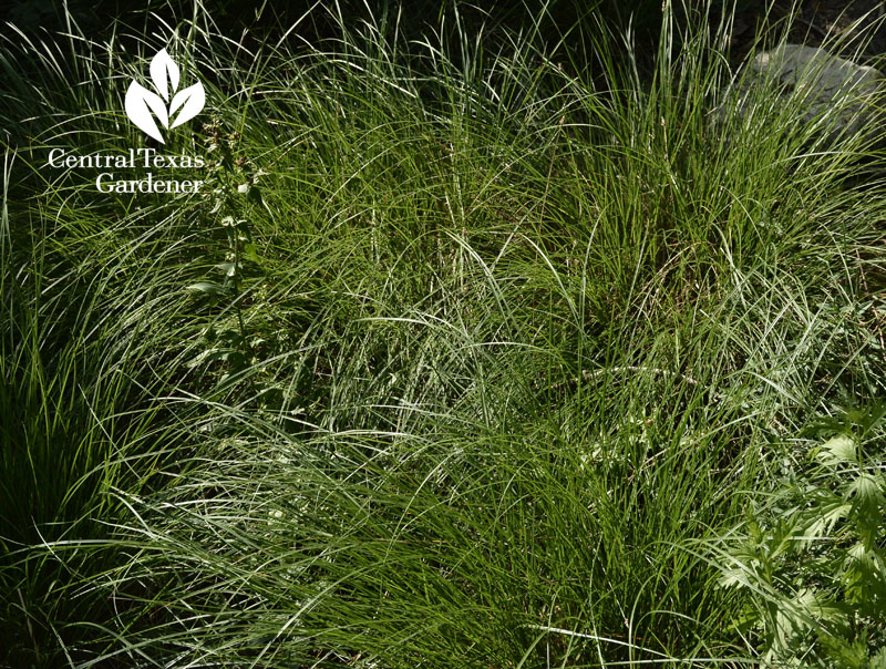 sedge Carex texensis central texas gardener sedge Carex texensis central texas gardener