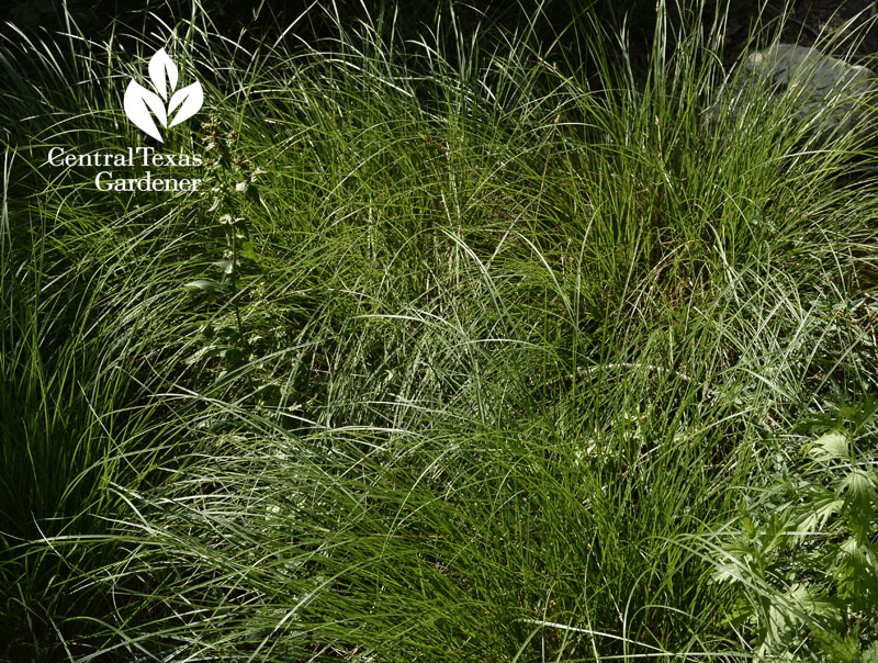 sedge Carex texensis central texas gardener 