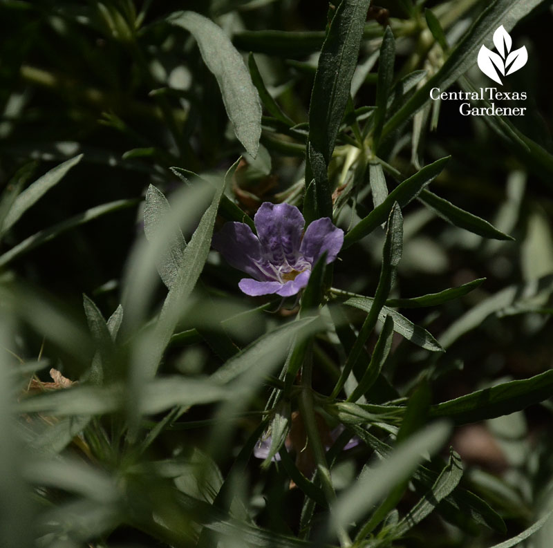 snake herb flower (Dyschoriste linearis) central texas gardener