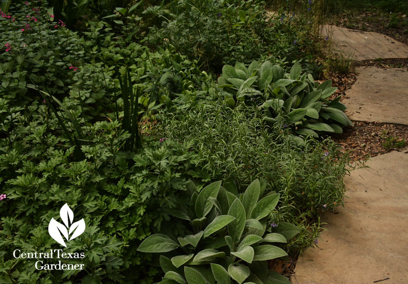 snake herb (Dyschoriste linearis) with lamb's ears central texas gardener