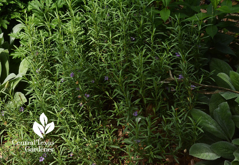 snake herb central texas gardener