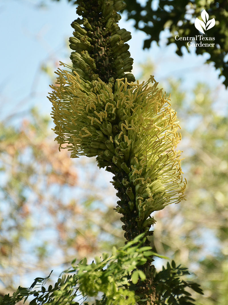 Agave victoriae-reginae flower 