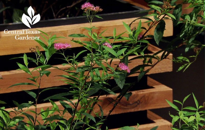 Anthony Waterer spiraea shade shrub