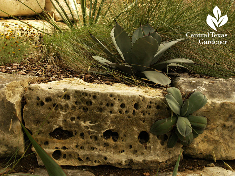 ten eyck garden agaves in rock 