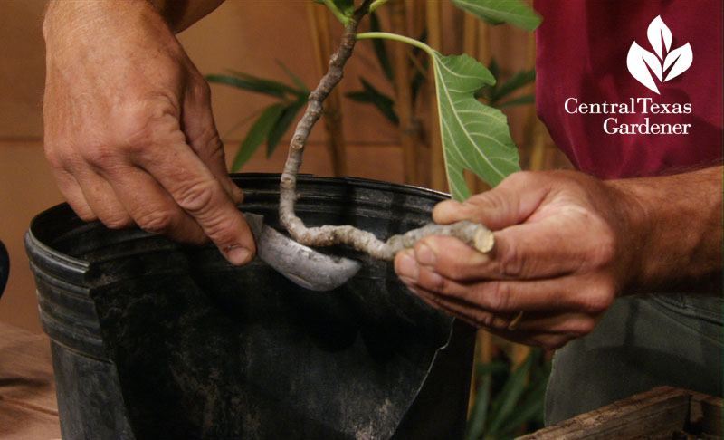 flood control with elizabeth mcgreevy central texas gardener