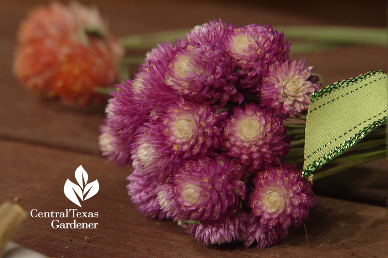 gomphrena dried flower arrangements central texas gardener 