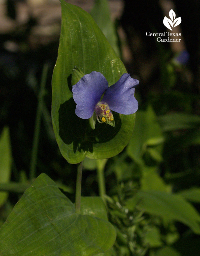 widow's tears wildflower 