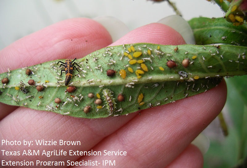 green lacewing and ladybug larvae eating aphids photo by Wizzie Brown