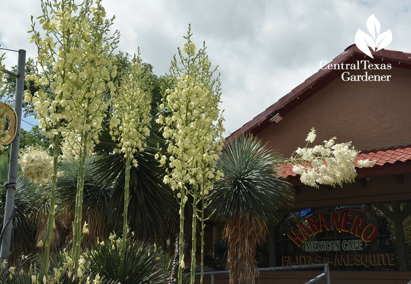 yucca rostrata blooms at Habanero Mexican Cafe Austin 