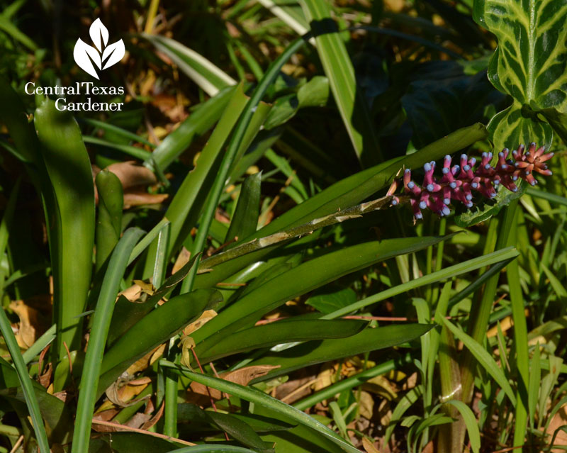 Matchstick bromeliad Aechmea gamosepala flower