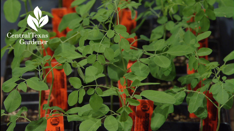 Moringa Lone Star Nursery Central Texas Gardener 