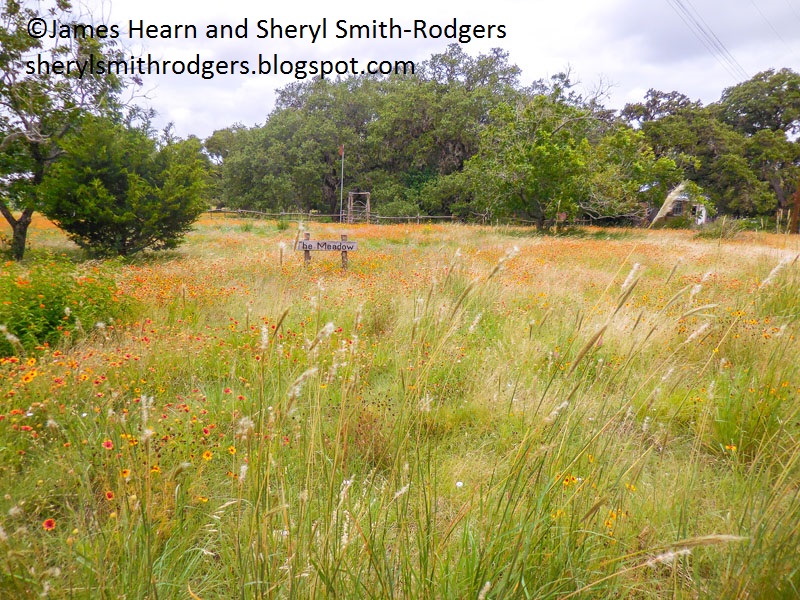 Texas Wildscapes Blanco wildflower meadow 