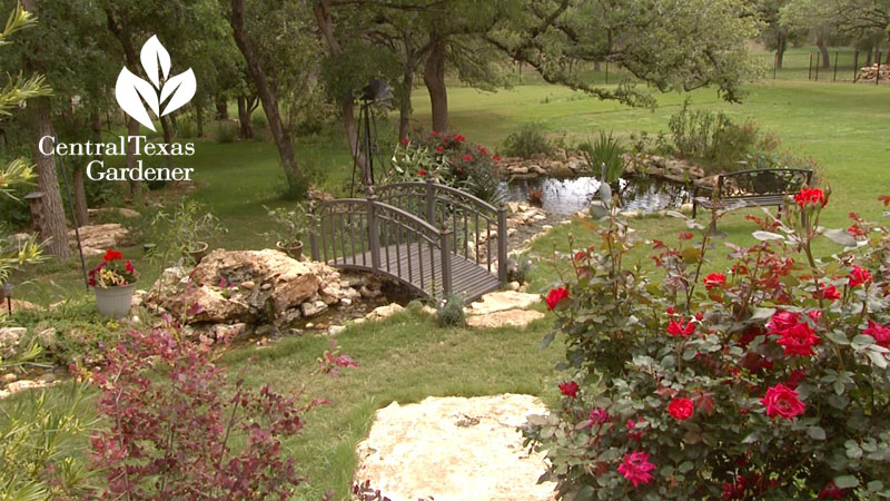 pond design Hill Country Water Gardens & Nursery 