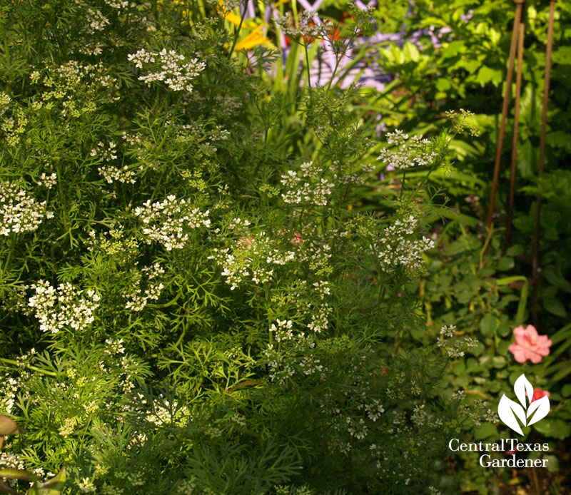 cilantro flowers for coriander seeds