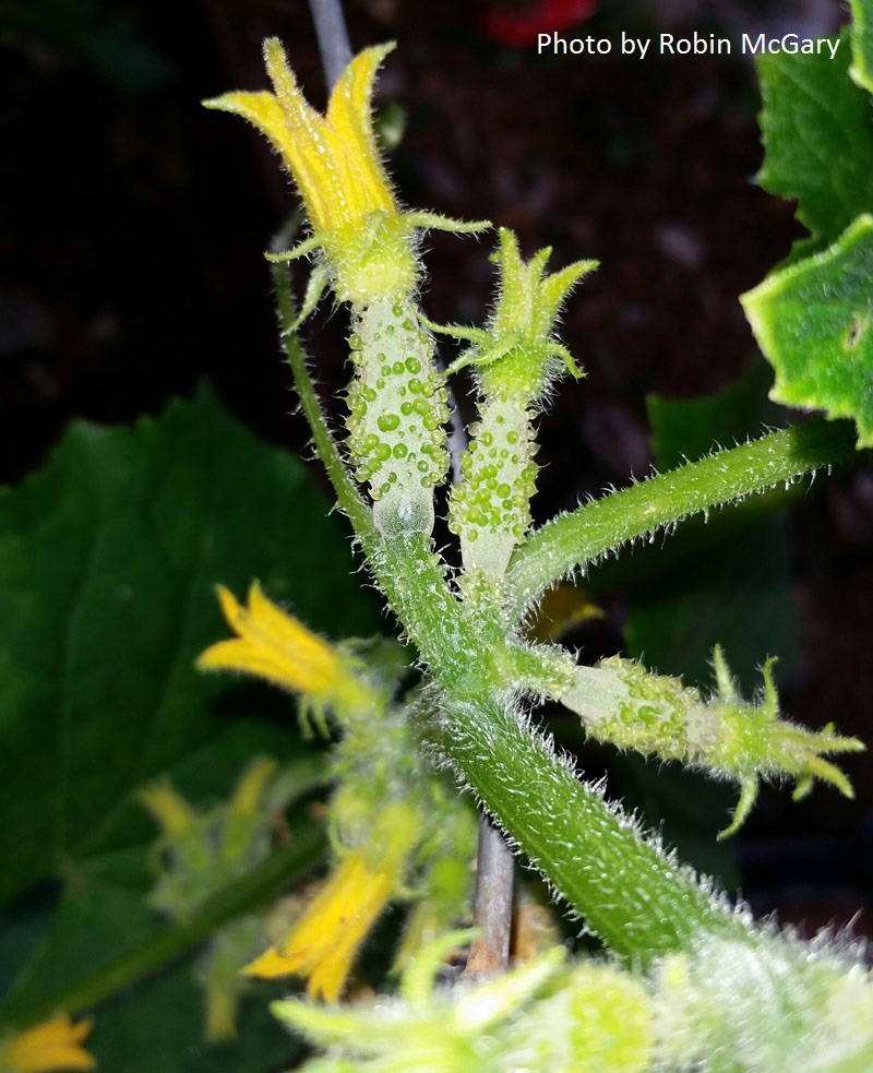 cucumber female flowers and fruit 